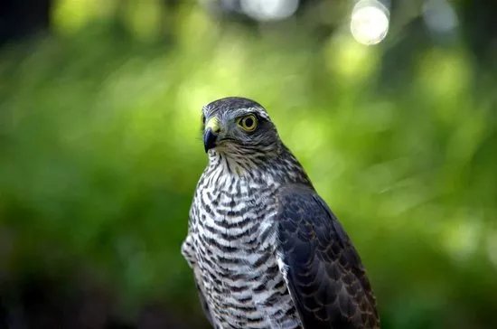 Falconeria Dolomiti