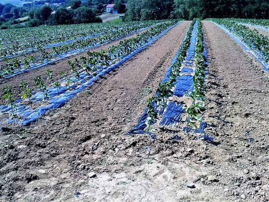 La Ferme Aux Piments