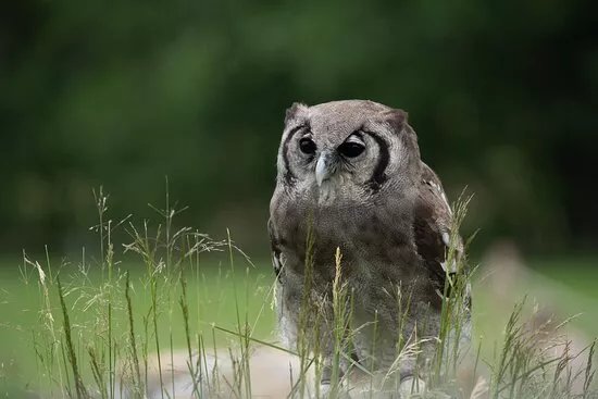 UK Owl And Raptor Centre