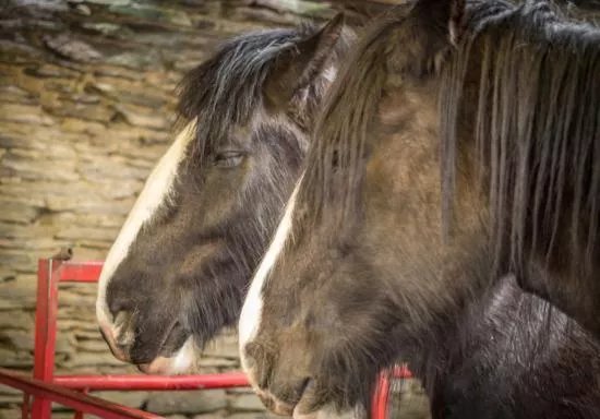Dyfed Shire Horse Farm