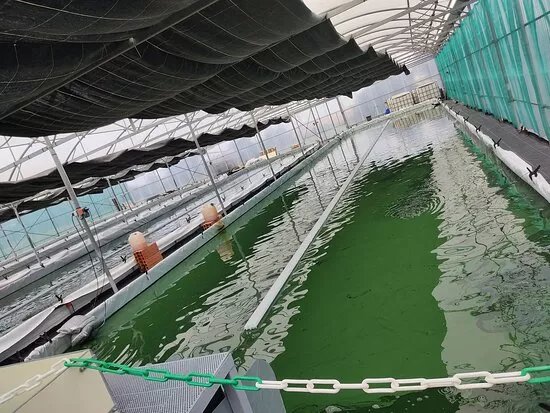 Spiruline De La Pointe D'argent