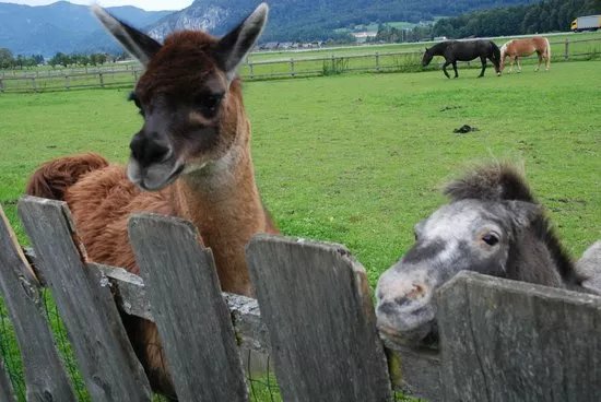 Village of Animals