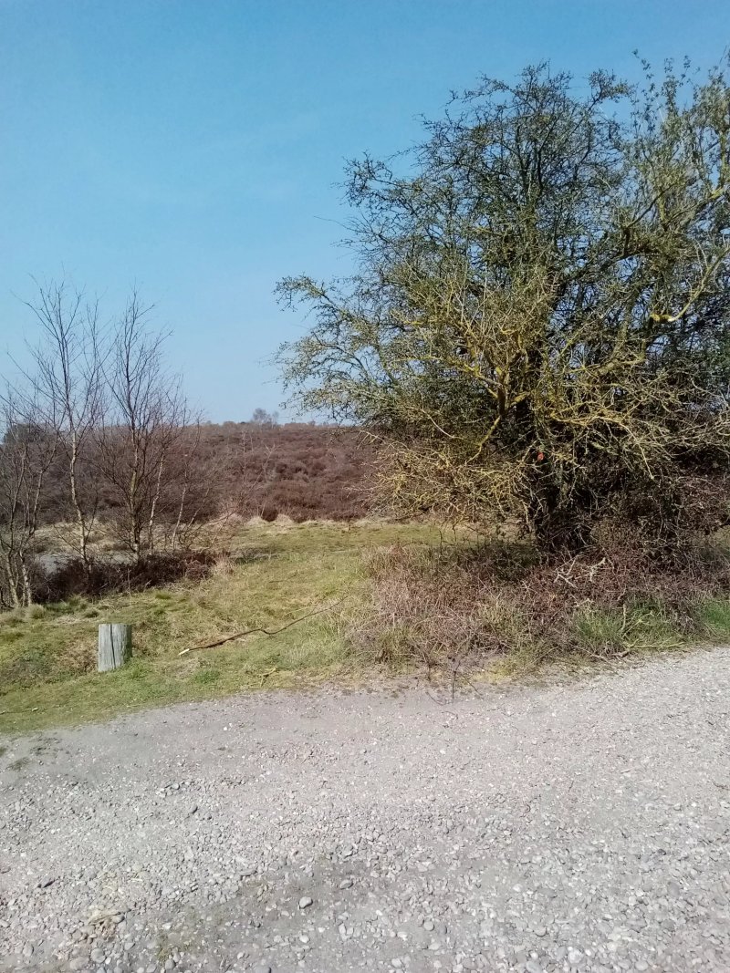 Westleton heath national nature reserve