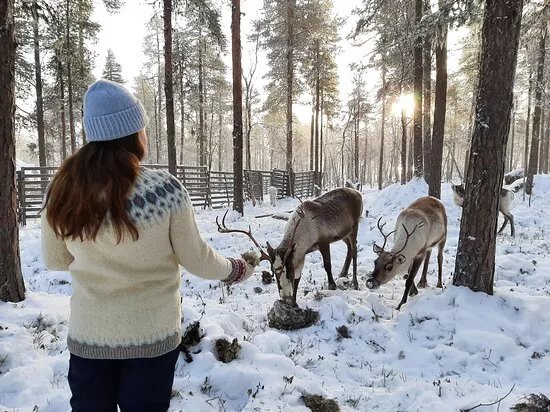 Angeli Reindeer Farm