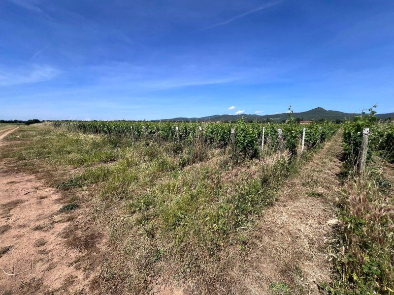 Tenuta Guado Al Tasso