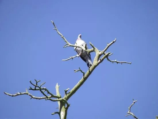 Herons and Cormorants Colony of Juodkrante