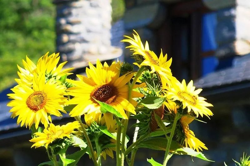 Oto: Stone house for 2 to 8 kms Ordesa National Park
