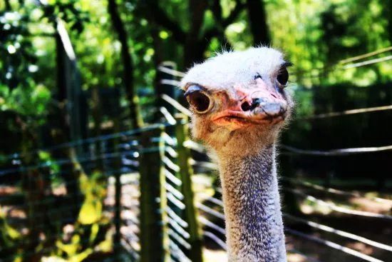 Zoo Lourosa