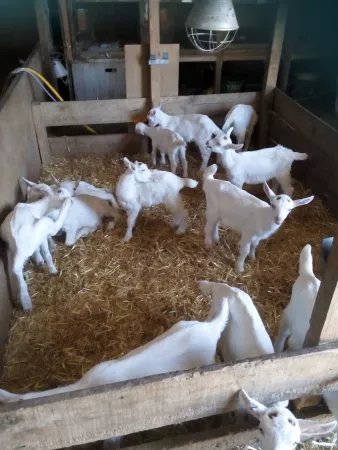 La Chevre du Vrizon Earl