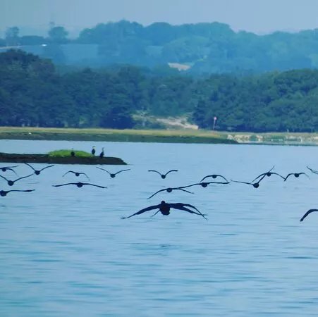 Poole Harbour Water Taxi