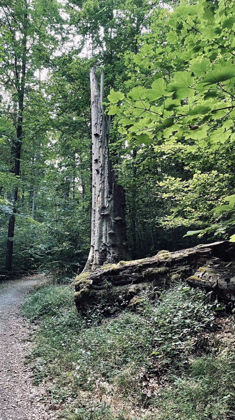 Pfad Der Baumgiganten