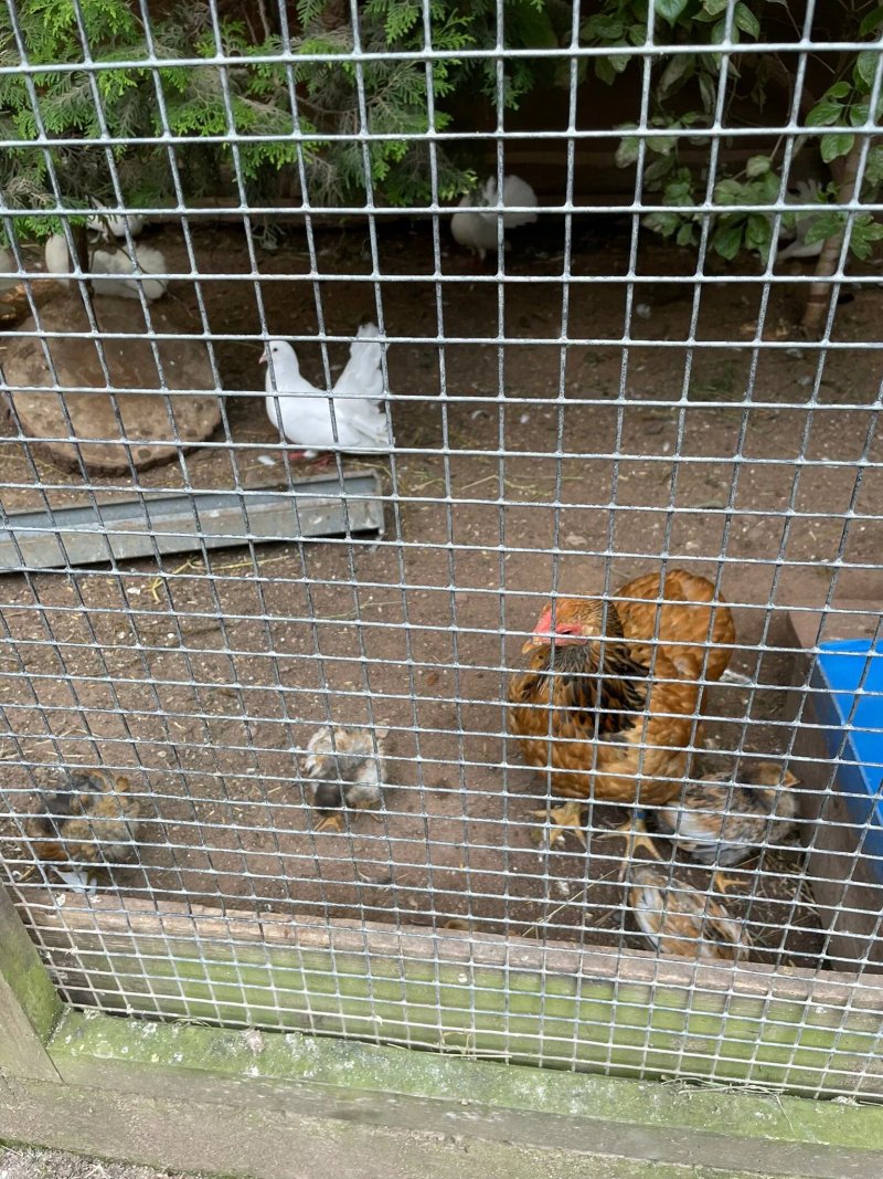 Zoo am Rammelsberg