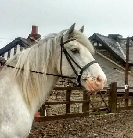 North Lizard Riding School
