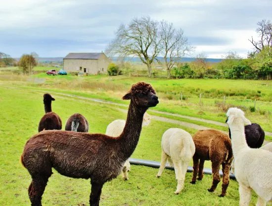Teesdale Alpacas (Open by Appointment Only)
