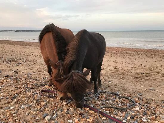 My Miniature Pony Party