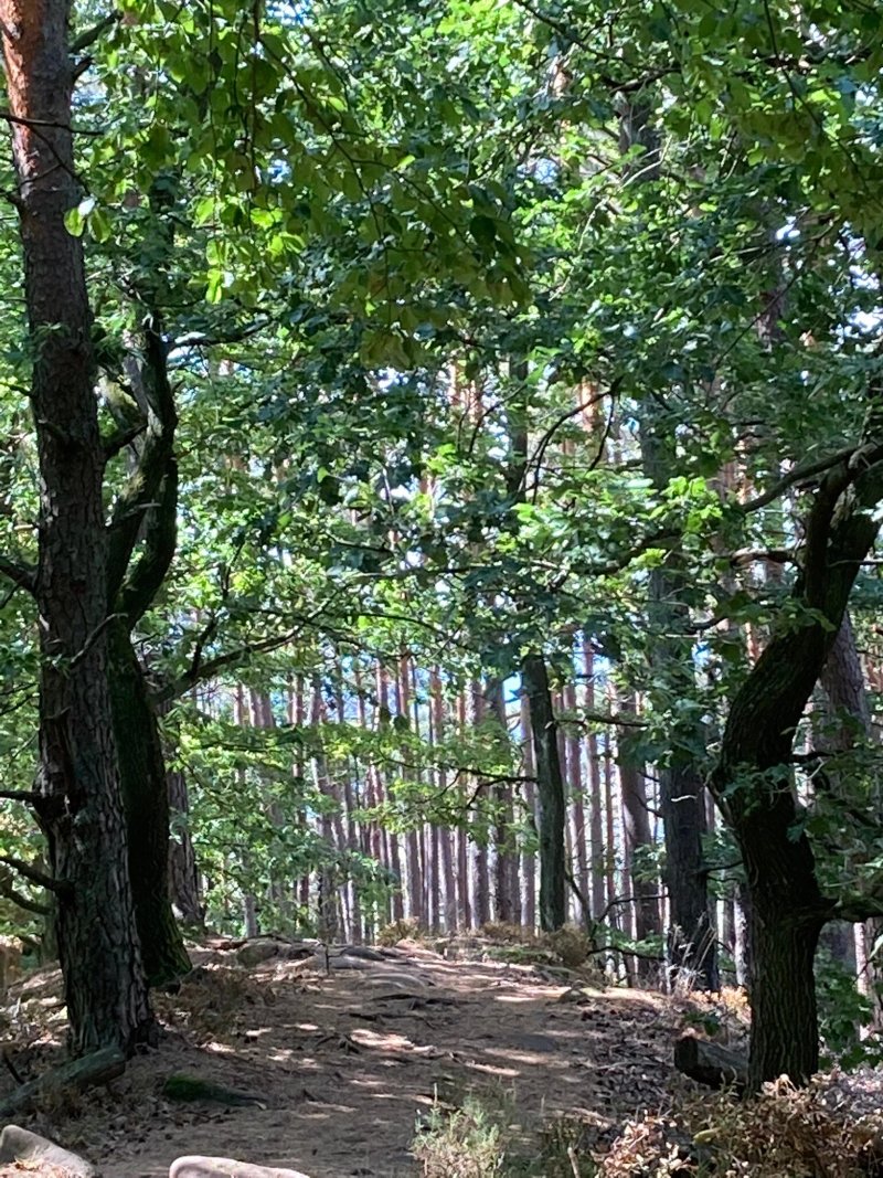 Dimbacher Bundsandstein Hohenweg