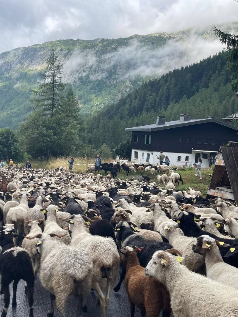 Transhumance Festival in Argentiere