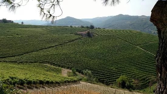 Azienda Agricola Bricco Maiolica