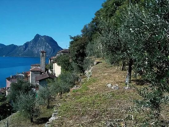 Parco Degli Ulivi