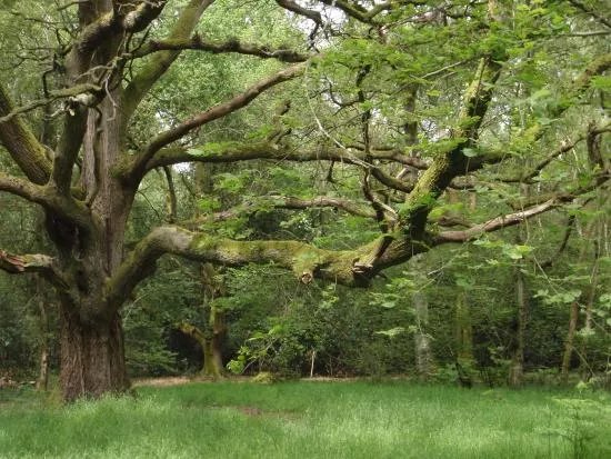 Odiham Common