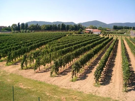 Azienda Vinicola Baia Del Sole - Federici