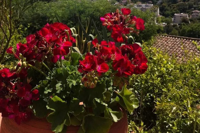 Charming villa in a quiet location with sea and Esterel views overlooking the
