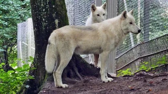Adler und Wolfspark