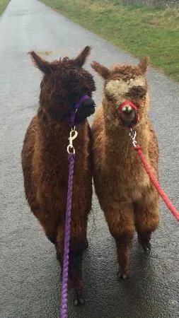 North Star Alpacas