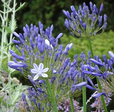 Kasteeltuin Hemmen