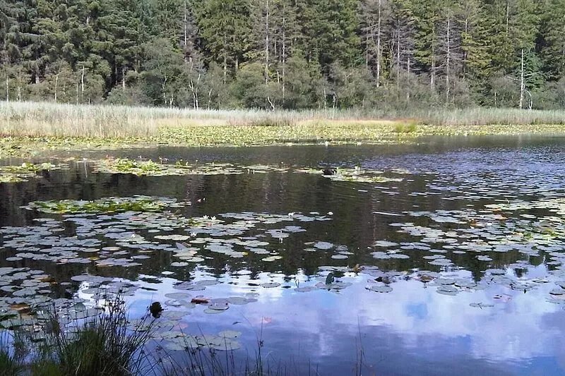 Heron Lodge, edge of Mabie Forest with breathtaking surrounding views Wifi