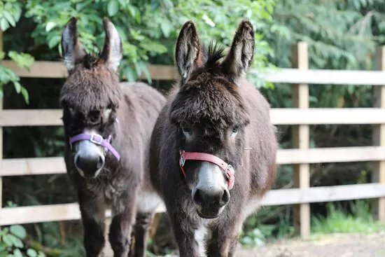 Moel Famau Donkeys