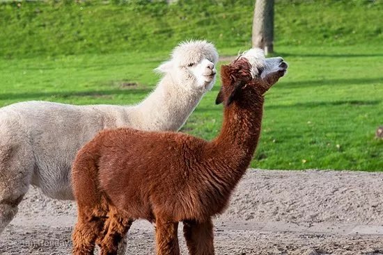 Stichting Kinderboerderij Diemen