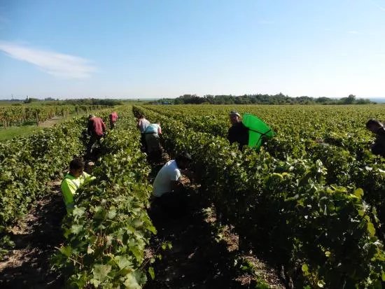 Domaine Nicolas Brunet