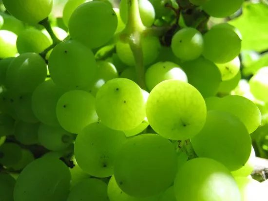 Azienda Agricola Hohler