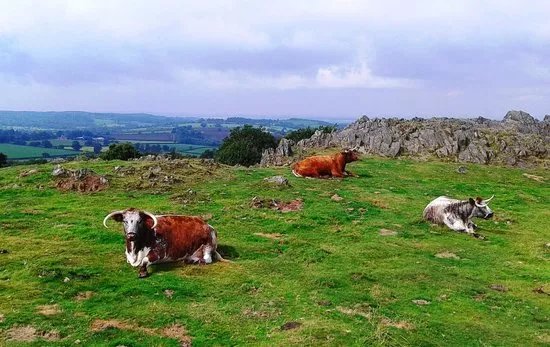 Beacon Hill Country Park