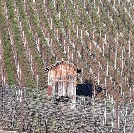 Vinorama Wine Tour, Lavaux