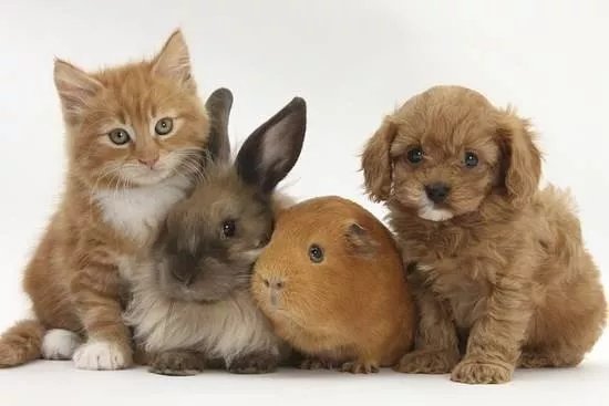 Pets Pantry