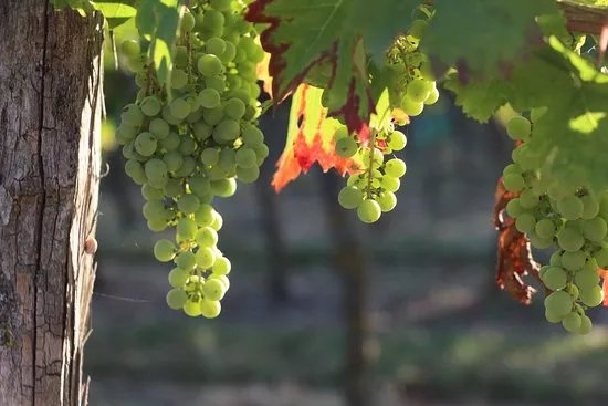 Nantes Wine Tour