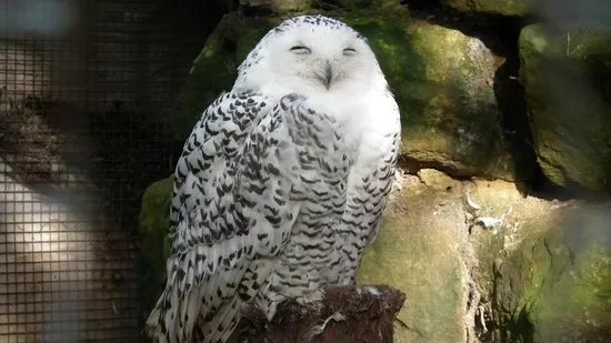 Kirkleatham Owl Center