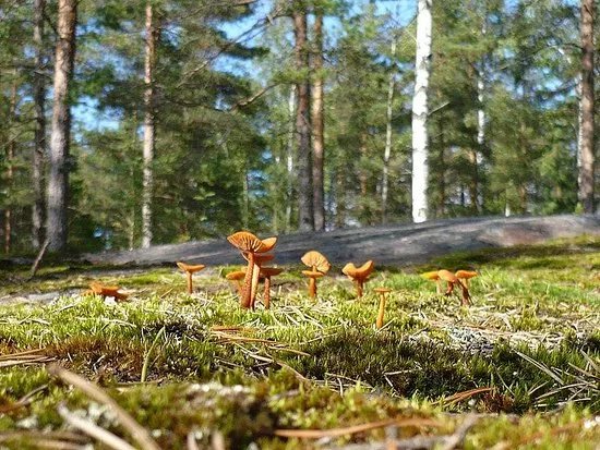 Hotel Nuuksio