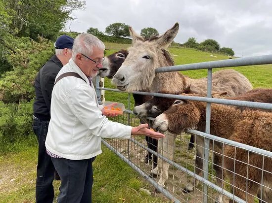 Fort Alpacas