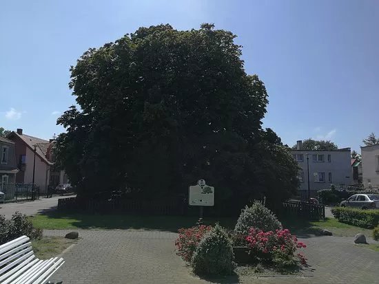 Kasztanowiec Bialy