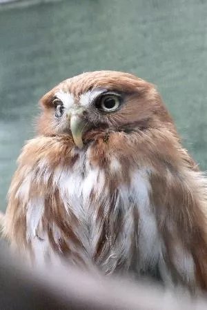 Scottish Owl Centre