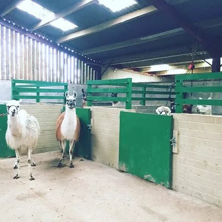 Severnwye Llama Trekking