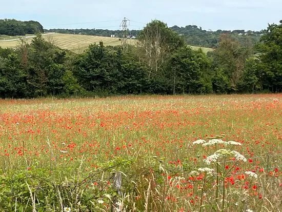 Langley Vale Wood (centenary Wood)