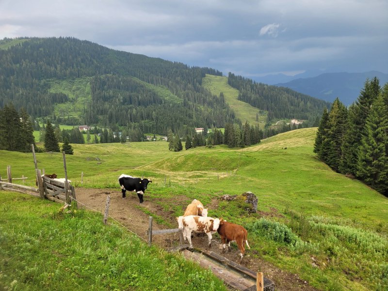 Windraucheggalm