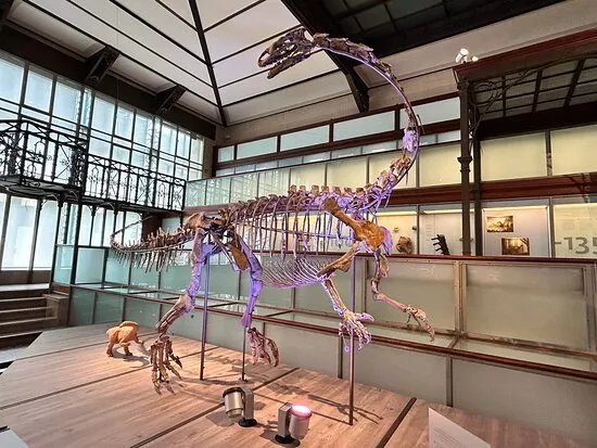 The Museum Of Natural Scienses
