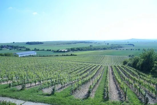 Weingut Eckehart Grohl