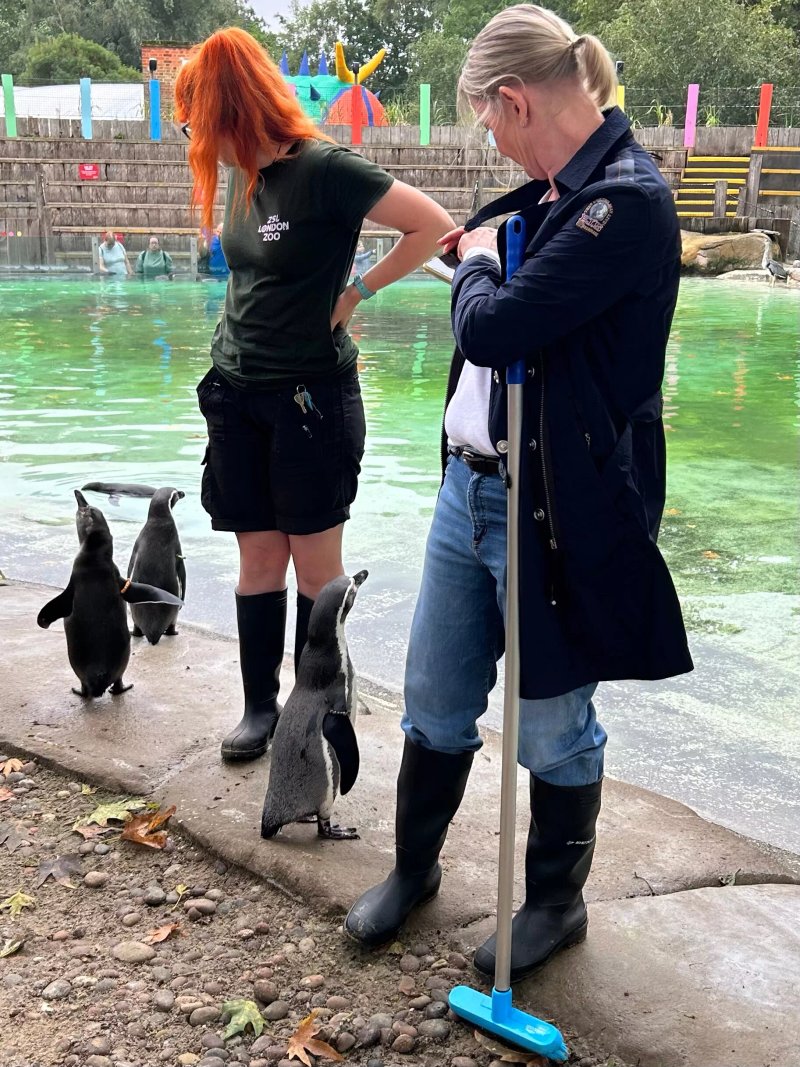 London Zoo Penguin Keeper Experience