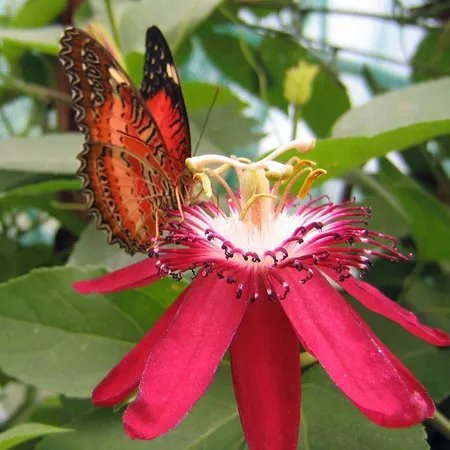 Allgauer Schmetterling Erlebniswelt